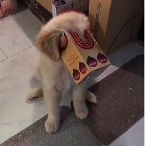 Meet your Posher, Subin